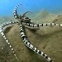Mimic octopus