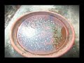 Dengue Virus Se Hifazat Ki Tadbeer - Ilyas Qadri Ka Faizan