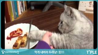 먹게 내버려두랴냥! 칫!! (고양이 애교/ cute & funny cat)