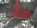 miniature