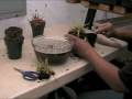 Plantas Carnivoras - Curso Iniciante 7 aulas (Video) Default