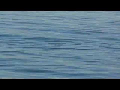 платная рыбалка сочи адлер платная рыбалка сочи адлер