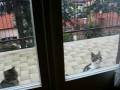 Kitty on the window Kitty on the window