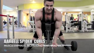 Worlds Fastest Arm Workout - Biceps and Triceps (8 MINUTES!!) 