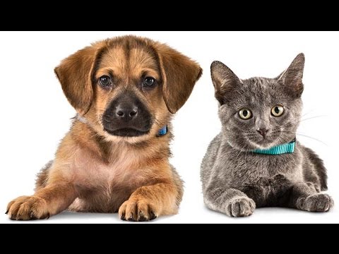 дорого ли содержать& дорого ли содержать&