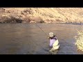 Steelhead On The Deschutes River
