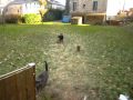 miniature