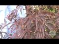 How To Care For Your Japanese Maple Trees