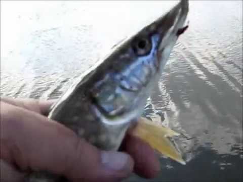 ловля нахлыстом ранней весной видео ловля нахлыстом ранней весной видео
