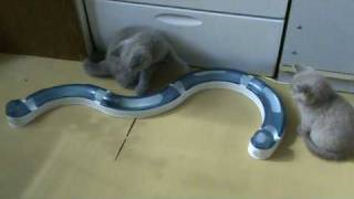 Британский котенок и интерактивная игрушка Catit Circuit