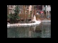 tour of Gaylord Palms Hotel Kissimmee (Orlando), Florida.wmv
