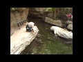 tour of Gaylord Palms Hotel Kissimmee (Orlando), Florida.wmv