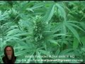 How To Grow Marijuana Light Depot 2012
