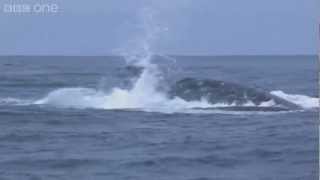 Las ballenas jorobadas rescatan a otros animales de orcas