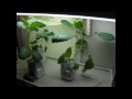 Youtube Plain 2 Grow Systems Intro Hydroponics Aeroponics Nutrient Film Easy Inexpensive