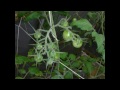 Youtube Plain 2 Grow Systems Intro Hydroponics Aeroponics Nutrient Film Easy Inexpensive