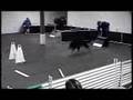 Jagger - 3 Legged Dog Playing Flyball