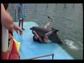 Animale - Delfin haios