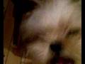 shih tzu hermosoo shih tzu hermosoo