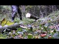 Bucking a small ash tree with axe (30.10.2010)