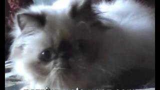 Ванилла САН-Эжени - гималайская кошка