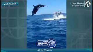 هجوم قاتل من الحوت