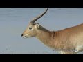 Botswana wildlife expedition 2012