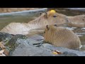 Four baby capybaras are in hot spa