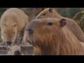 Four baby capybaras are in hot spa