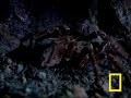 Giant Tarantula
