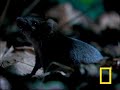 Giant Tarantula