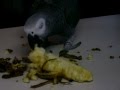 Congo African Grey Parrot playing on kitchen counter