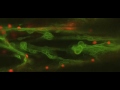 Cytoplasmic streaming in a hypocotyl cell movie clip