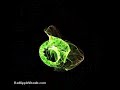 Lorenz Strange Attractor Evolution