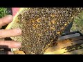 Checkerboarding BeeHive Fat Bee Man