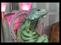Henry Lizardlover Iguana Video