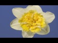 Daffodil double flower opening timelapse