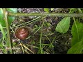 Bioblitz alle Bine