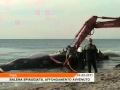 Video sullo spiaggiamento della balena
