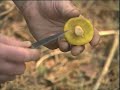 Identify Wild Mushrooms & Edible Mushrooms With Peter Jordan