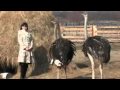 Разведение страусов: Страусы на Урале