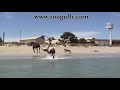 Horse Swim in the Indian Ocean