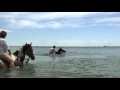 Horse Swim in the Indian Ocean