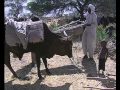 Des nomades et leur bétail