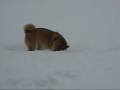 Snow: what a joy! Snow: what a joy!