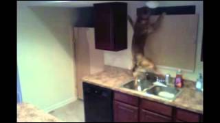 El increíble escape de un perro encerrado en la cocina de s