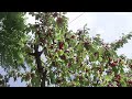 Thousands Of Cherries on my Cherry Tree