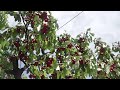Thousands Of Cherries on my Cherry Tree
