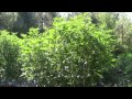 The Weed Nerd episode 156 Hunters of Dank Part 3 Leo's Garden