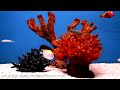Videos For Your Cat - Fish Tanks (Trigger Fish, Yellow Wrasse, Domino Damsel)